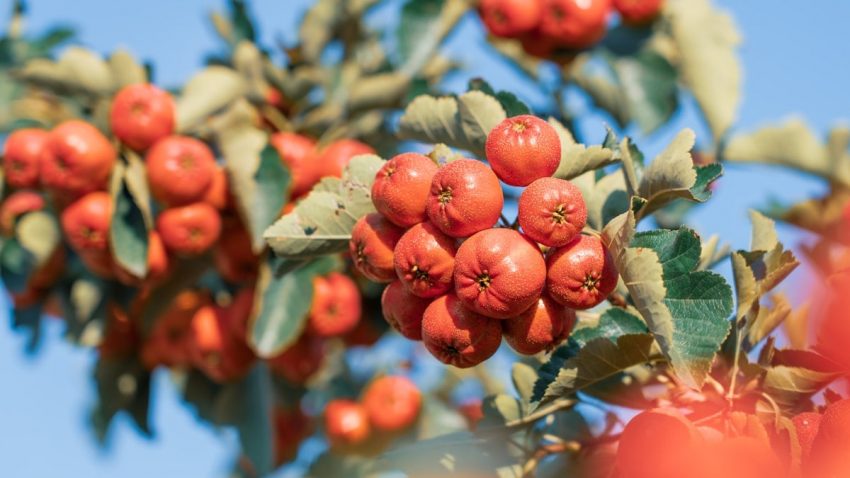 A close up of a bunch of fruit on a tree